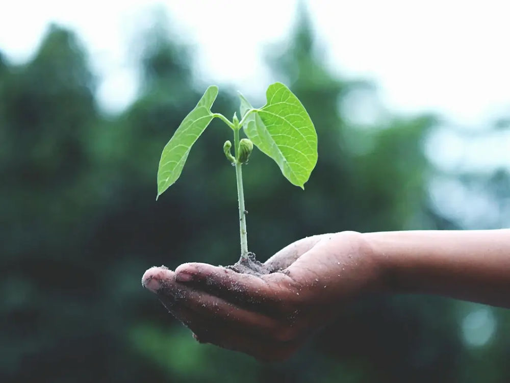 Tree by Tree: The Power of Giving Trees as Promotional Merchandise